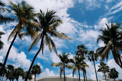 Palm Trees in Neighborhood